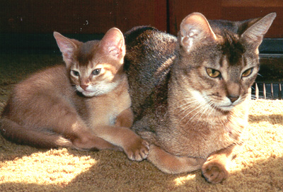 Bastet and Spot March 1992